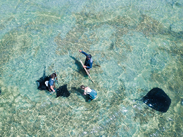 Stingrays at Dive Tatapouri